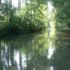 Le marais sur l'eau